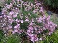 庭の花 Acantholimon、チクチク倹約 ピンク フォト