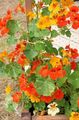 оранжевый Цветок Настурция Фото и характеристика