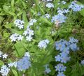 Gartenblumen Vergissmeinnicht, Myosotis hellblau Foto