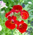les fleurs du jardin Bijoux Cape, Nemesia rouge Photo