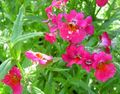 Gartenblumen Kap Juwelen, Nemesia rosa Foto