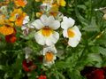 Λουλούδια κήπου Ακρωτήριο Κοσμήματα, Nemesia λευκό φωτογραφία