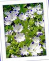 Záhradné kvety Nemophila, Baby Blue-Oči biely fotografie