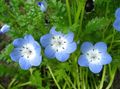 светло синьо Цвете Nemophila, Бебешки Сини Очи снимка и характеристики