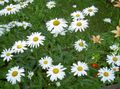 Λουλούδια κήπου Ox-Eye Μαργαρίτα, Shasta Μαργαρίτα, Πεδίο Μαργαρίτα, Μαργαρίτα, Φεγγάρι Μαργαρίτα, Leucanthemum λευκό φωτογραφία