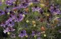les fleurs du jardin Love-In-A-Brouillard, Nigella damascena pourpre Photo