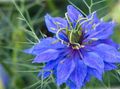 Záhradné kvety Love-In-A-Hmly, Nigella damascena modrá fotografie