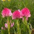 розовый Цветок Нигрителла Фото и характеристика
