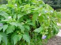 Gartenblumen Shoofly Pflanze, Apfel Von Peru, Nicandra physaloides hellblau Foto