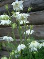Hage blomster Columbine Flabellata, Europeiske Columbine, Aquilegia hvit Bilde