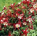 Flores de jardín Aguileña Flabellata, Aguileña Europeo, Aquilegia rojo Foto