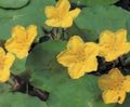 Záhradné kvety Plávajúce Srdce, Voda Strapce, Žltá Voda Snehová Vločka, Nymphoides žltá fotografie