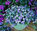 modrá Kvetina Cup Flower fotografie a vlastnosti