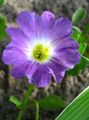 halványlila Virág Nolana fénykép és jellemzők