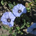 Vrtne Cvjetovi Nolana svijetlo plava Foto