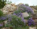 modrá Kvetina Aubrieta, Rock Žerucha fotografie a vlastnosti