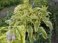 Tuin Bloemen Smeerwortel, Symphytum lichtblauw foto