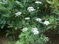 Rendas Minoan, Flor Laço Branco, Orlaya branco foto