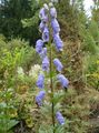 Gradina Flori Monkshood, Aconitum albastru deschis fotografie