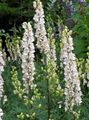 Flores do Jardim Monkshood, Aconitum branco foto