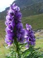 фіолетовий Квітка Аконіт Клобучковий Фото і характеристика