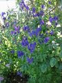 Flores do Jardim Monkshood, Aconitum azul foto
