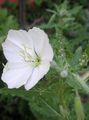 თეთრი ყვავილების თეთრი Buttercup, ღია ფურისულას სურათი და მახასიათებლები