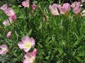 roz Floare Buttercup Alb, Evening Primrose Pal fotografie și caracteristici