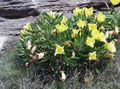 les fleurs du jardin Renoncule Blanche, Pâle Onagre, Oenothera jaune Photo