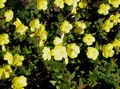 Záhradné kvety Pupalkový, Oenothera fruticosa žltá fotografie