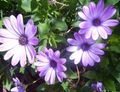 Záhradné kvety Gerbery, Pelerína Sedmokráska, Osteospermum orgován fotografie