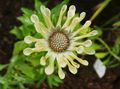 Sodo Gėlės Afrikos Ramunės, Cape Daisy, Osteospermum geltonas Nuotrauka