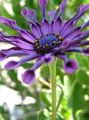 lilla Blomst Afrikanske Daisy, Cape Daisy Foto og egenskaber
