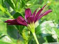 bordo çiçek Afrika Papatya, Burun Papatya fotoğraf ve özellikleri