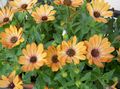 Záhradné kvety Gerbery, Pelerína Sedmokráska, Osteospermum oranžový fotografie