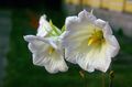 les fleurs du jardin Ostrowskia, Ostrowskia magnifica blanc Photo