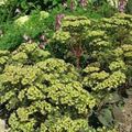 Puutarhakukat Näyttävä Stonecrop, Hylotelephium spectabile vihreä kuva