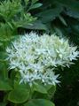 Hage blomster Prangende Bergknapp, Hylotelephium spectabile hvit Bilde