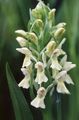 balts Zieds Purvs Orhideja, Plankumainās Orhideja Foto un raksturlielumi