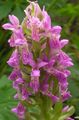 roze Bloem Moeras Orchidee, Gevlekte Orchis foto en karakteristieken