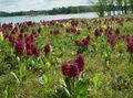 burgunder Blomst Myr Orchid, Spotted Orkide Bilde og kjennetegn