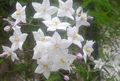 bílá Květina Brambor Réva Sydney, Modrý Brambor Bush, Paraguay Lilek, Modré Lycianthes fotografie a charakteristiky