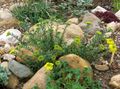 Gartenblumen Korb Mit Gold, Alyssum gelb Foto