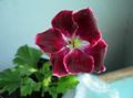 vinski Cvijet Kapuljačom-Lista Pelargonium, Drvo Pelargonium, Wilde Malva Foto i karakteristike