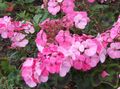 roosa Lill Kapuutsiga Lehtedega Pelargonium, Puu Pelargonium, Wilde Malva Foto ja omadused