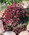 Садовые Цветы Очиток (Седум), Sedum бордовый Фото