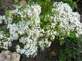 les fleurs du jardin Orpin, Sedum blanc Photo