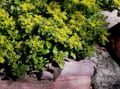 les fleurs du jardin Orpin, Sedum jaune Photo