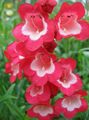 Zahradní květiny Podhůří Penstemon, Chaparral Penstemon, Bunchleaf Penstemon, Penstemon x hybr, červená fotografie