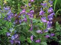 Flores do Jardim Foothill Penstemon, Penstemon Chaparral, Bunchleaf Penstemon, Penstemon x hybr, roxo foto